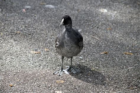 This is an Eurasian Coot Chick Stock Image - Image of water, wildlife: 206961769