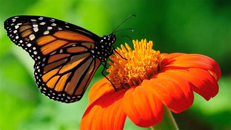 🔥 [100+] Monarch Butterfly Wallpapers | WallpaperSafari