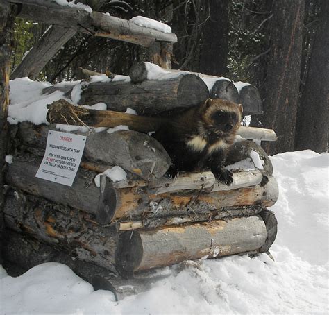 USA - Idaho, Montana, Idaho - Wolverine, Winter Recreation Research ...