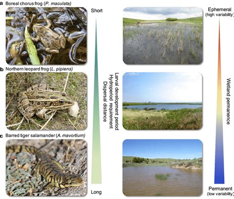 Model amphibian species and their associated life history... | Download Scientific Diagram