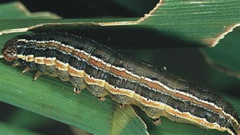 Invasion of the armyworms leaves Brisbane lawns in ruin | Sunshine ...