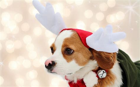 🔥 Free Download Cute Puppies Christmas Wallpaper For Desktop With by @jmorales55 | WallpaperSafari