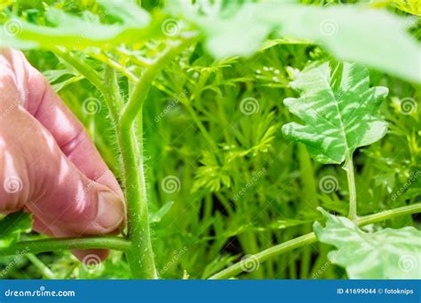 Care for Tomato Plant stock photo. Image of carrots, work - 41699044