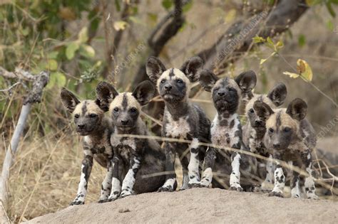 Pack of African wild dog puppies - Stock Image - F033/0554 - Science Photo Library