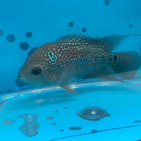 Flowerhorn cichlid for sale - Exotic Fish Shop - 774-400-4598