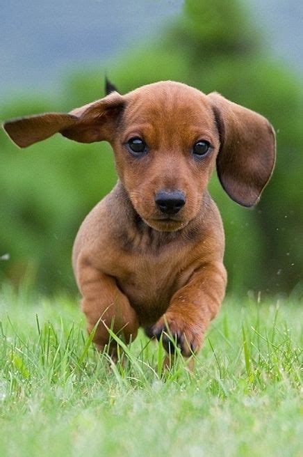 Log in | Dachshund puppies, Daschund puppies, Cute dogs