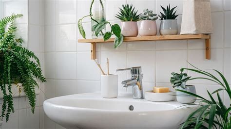 11 Feng Shui Bathroom Plants For Positivity, Health + Wealth