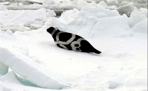 Arctic Seals | Ice Stories: Dispatches From Polar Scientists