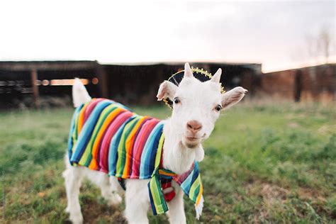 "Cute Goat Dressed Up In A Sombrero And Serape For Cinco De Mayo." by Stocksy Contributor ...