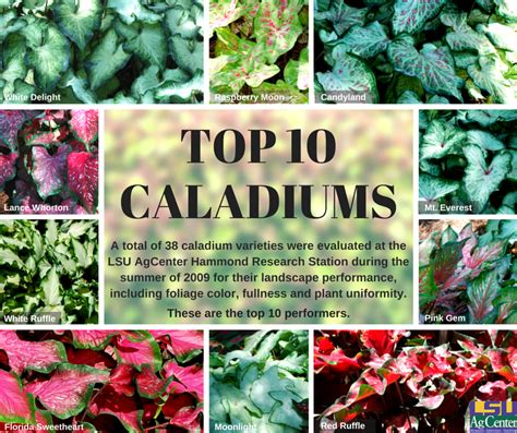 Pink Caladium Varieties