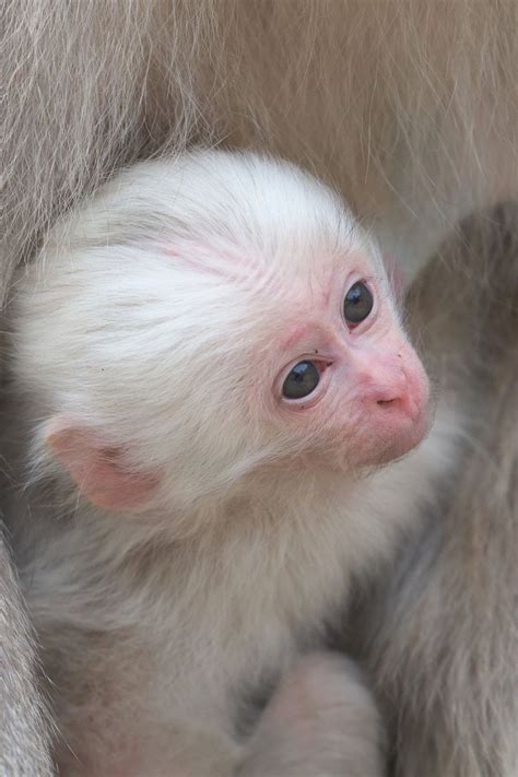 Rhesus Baby Monkey For Sale | PeepsBurgh