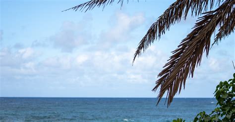 Palm Tree on a Tropical Beach · Free Stock Photo