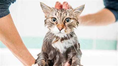 Do You Need to Give Your Cats a Bath? in 2021 | Flea bath for cats, Cats, Fleas on kittens