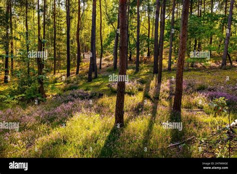 Autumn landscape of mixed forest with undergrowth shrub of common heather - latin Calluna ...