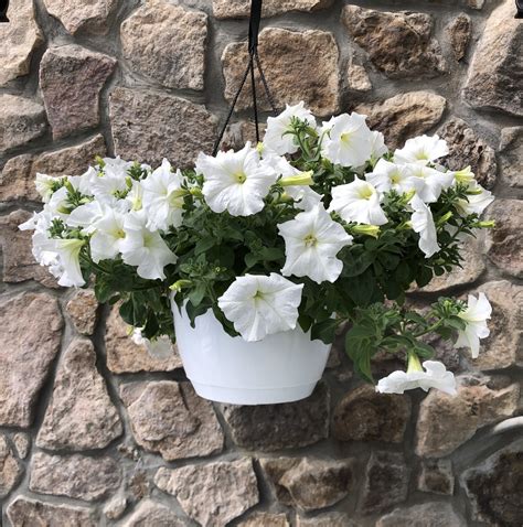 Wave Petunia White Hanging Basket - Outdoor Showplace