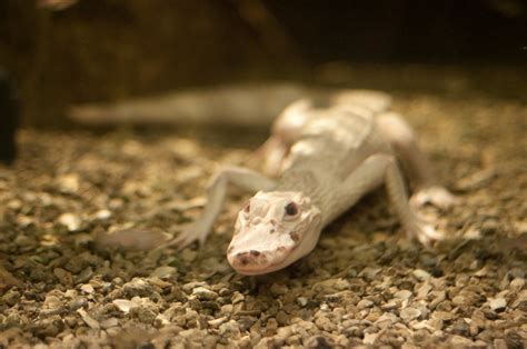 Leucistic alligator | (Audubon Insectarium, New Orleans) | Mills Baker | Flickr