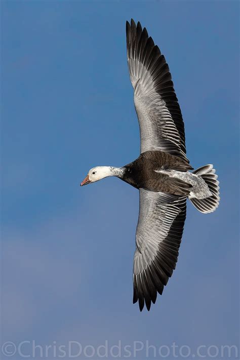 Blue Goose (Dark Morph Snow Goose) Dorsal Flair — Nature Photography Blog