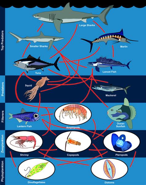 Ocean Ecosystem Producers Consumers Decomposers