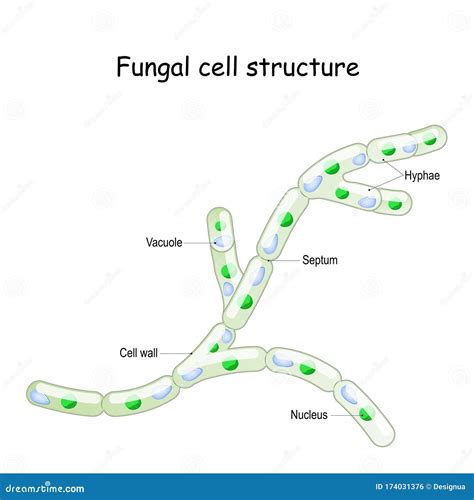 Fungal Skin Diagram