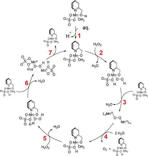 Proposed reaction mechanism for H 2 O 2 disproportionation over [Mn(2CH ...