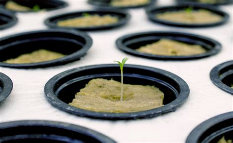 Hydroponic Seed Starting 101: A Primer for Beginners – Nature's Gateway