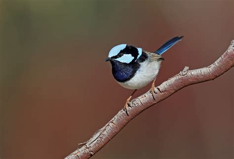 Superb Fairy-wren - a truly superb bird – Ecoportal