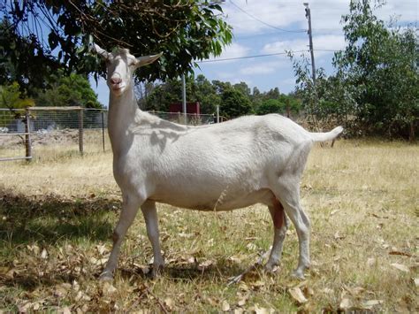 The Saanen Dairy Goat - Serendipity Dairy Goats