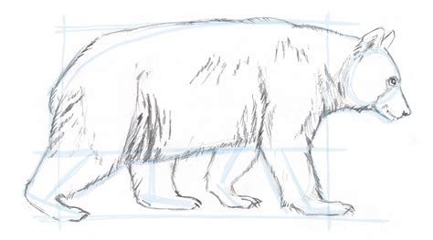 How to Draw a Bear: Blocking in the basic shape - John Muir Laws