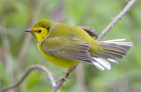 Hooded Warbler, Female | Hooded Warbler, Female | Flickr