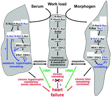 Remodeling of the MAPK pathway in the hypothetical context of cardiac... | Download Scientific ...