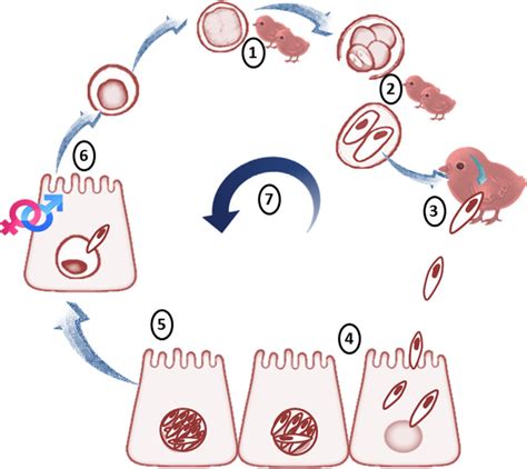 Eimeria life cycle. Birds get infected by fecal matter, and the ...