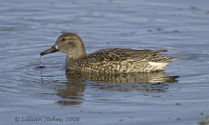 STOKES BIRDING BLOG: Green-winged Teal, female