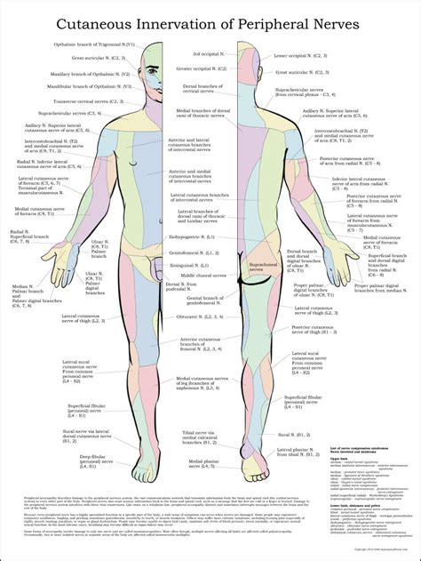 Cutaneous Innervation of Peripheral Nerves Poster