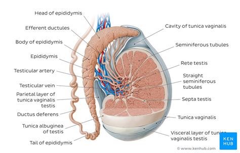 Epididymis: Anatomy and histology | Kenhub