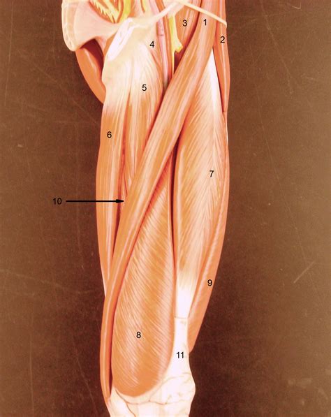 Anatomy Lab Photographs Lower Limb Muscles