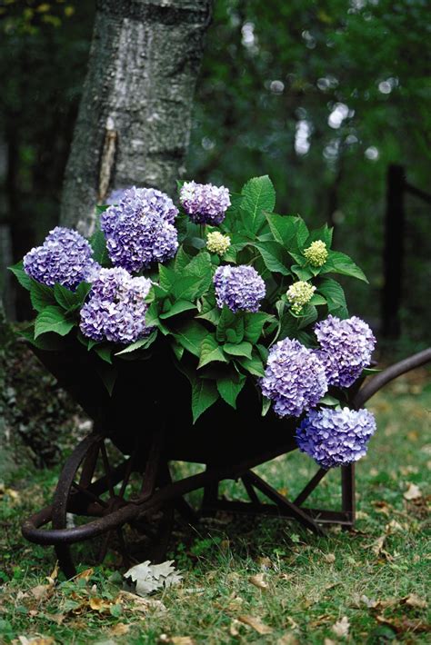 Endless Summer Hydrangea – Friends of the Parks and Trails