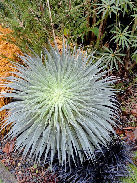 danger garden: Echium wildpretii; my favorite plant in the garden, this week…