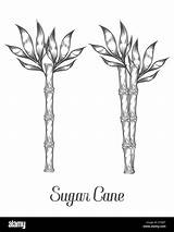 Sugar Cane Clipart Sugarcane Drawing Clip Cliparts Sugarcan Etc Pages  sketch template