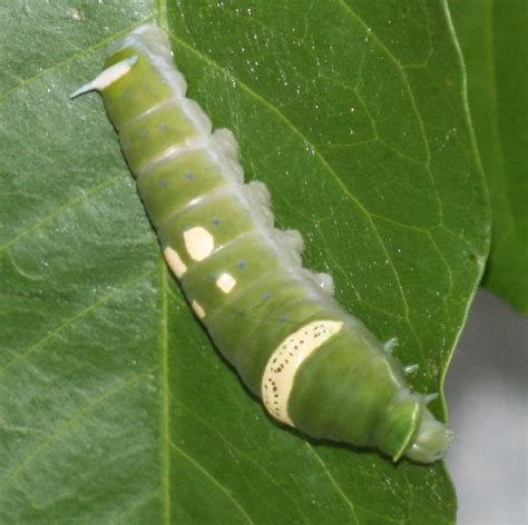 File:Ulysses Butterfly Caterpillar.jpg