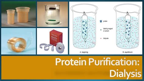 Protein Purification - Dialysis, Principle, Procedure and Factors affecting dialysis - YouTube