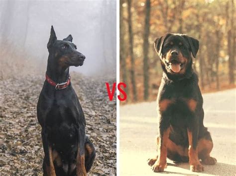 Doberman vs Rottweiler – The Ultimate Guide - My Dog's Name