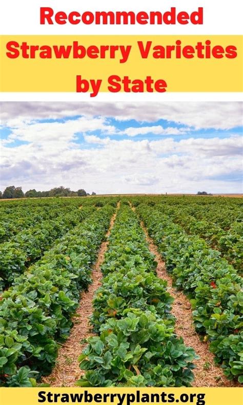 Recommended Strawberry Varieties by State (Updated 2022)