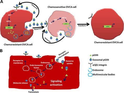 Hypothetical models illustrating the autocrine and paracrine mechanisms ...