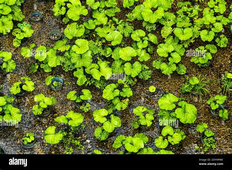 Wasabi cultivation in Japan Stock Photo - Alamy