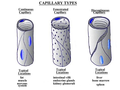 How Do Molecules Pass Through Fenestrated Capillaries?