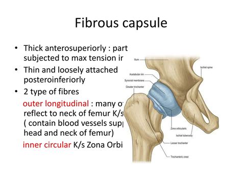 hip capsule anatomy