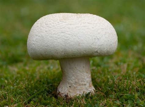 Agaricus arvensis, Horse Mushroom