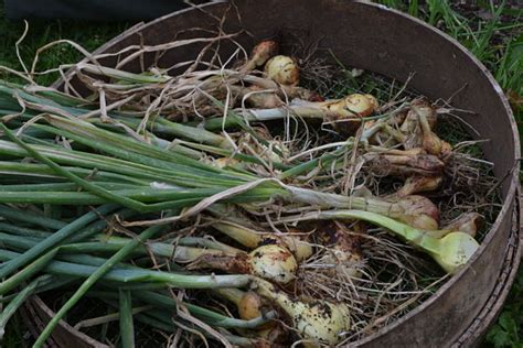 The Perennial Potato Onion - The Backyard Larder