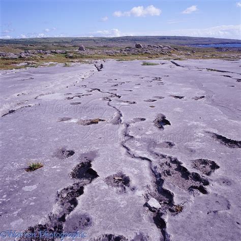 Limestone karst pavement photo WP07896