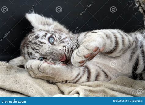 Tigre De Bengala Blanco Del Bebé Fotografía de archivo - Imagen: 26506172